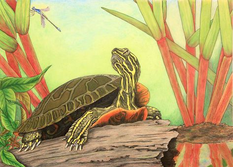 Painted Turtle Drawing, Pond Drawing, Pond Art, Aquatic Art, Painted Turtle, Turtle Drawing, Turtle Tank, Turtle Painting, Turtle Art