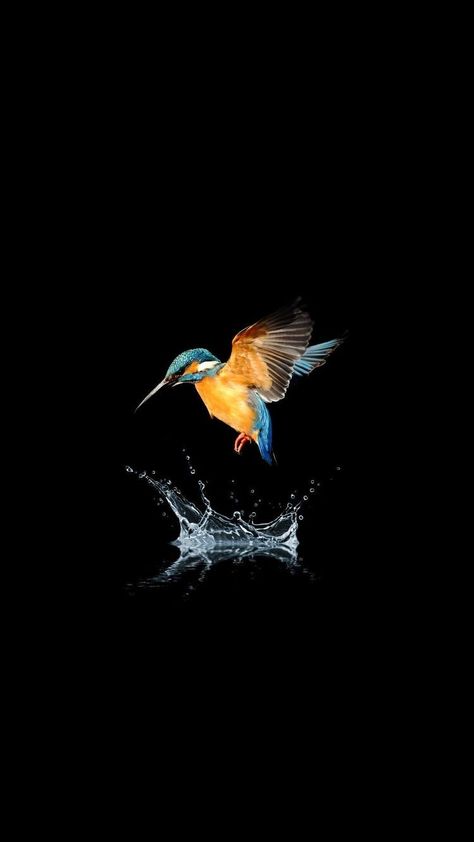 Birds Wallpaper Hd, Om Symbol Wallpaper, King Fisher, Unique Iphone Wallpaper, Wild Animals Photography, Eagle Wallpaper, Qhd Wallpaper, Color Splash Photography, Eagle Pictures