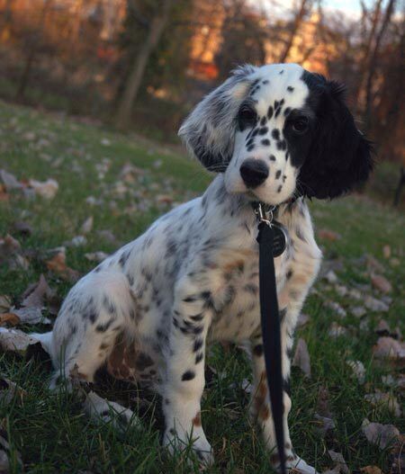 Dalmatian Spaniel (English Springer Spaniel/Dalmatian) Mini Dalmatian, English Setter Puppies, Dalmatian Mix, Setter Dogs, Setter Puppies, English Setter Dogs, English Setters, Ragdoll Kittens, Dogs Breeds