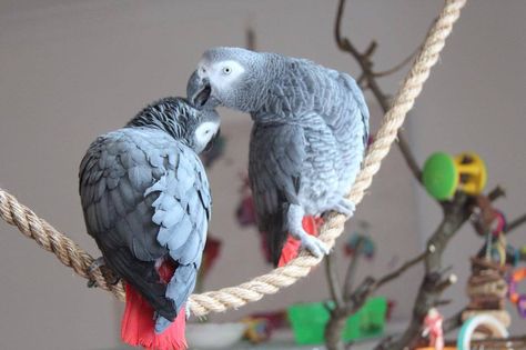 Parrots generally do best in the company of other parrots. Lovely to see Chip and Zazu, African Greys (Psittacus erithacus), preening each other. African Grey Parrot Funny, Parrot Funny, Talking Birds, Congo African Grey, Talking Parrots, Talking Dog, Grey Parrot, African Grey Parrot, African Grey