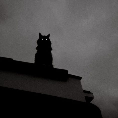 Shadow Cat Art, Cat Demon, Cat Shadow, Black Cat Aesthetic, Cat Dark, Creepy Cat, Scary Cat, Angel Cat, Cat Stories