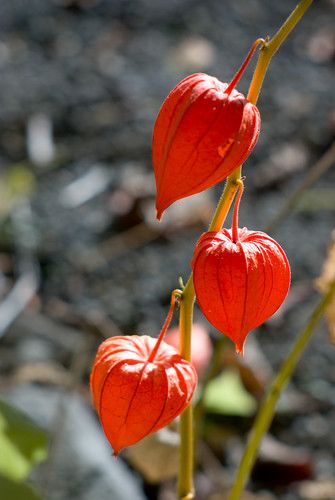 Chinese Lantern | I really like the bright orange Chinese La… | Flickr Chinese Lantern Flower, Lantern Plant, Lantern Flowers, Chinese Lanterns Plant, Cape Gooseberry, Fall Clip Art, Japanese Lantern, Chinese Lantern, Chinese Lanterns