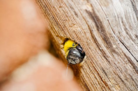 How to Stop Carpenter Bees: 6 Simple Tricks That Work (Without Poison) Carpenter Bees How To Get Rid Of, Carpenter Bee Traps Diy How To Build, Homemade Carpenter Bee Trap, How To Get Rid Of Carpenter Bees, How To Help Bees, Wood Bee Trap, Bee Identification, Bee Repellent, Carpenter Bee Trap