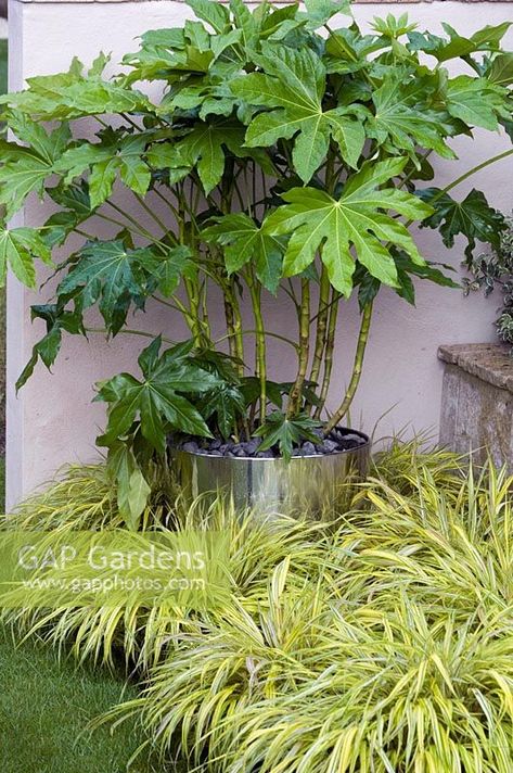 Fatsia japonica in s...  stock photo by J S Sira, Image: 0069220 Fatsia Japonica, Japanese Plants, Narrow Garden, Shade Garden Plants, Small Courtyard Gardens, Japanese Garden Design, Diy Raised Garden, Plant Photography, Garden Borders