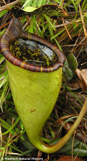 The Mousetrap: The carnivorous plant that eats rodents for lunch...Eeek! Insect Eating Plants, Plants With Names, Insectivorous Plant, Strange Plants, Bog Plants, Pitcher Plants, Plant Activities, Fantastic Flowers, Weird Plants