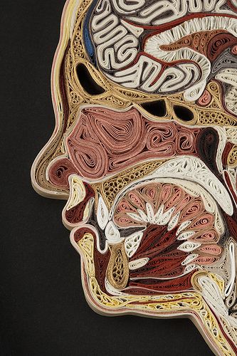 Wow.... weird and beautiful what has been done with paper.... Physiology Study, Arte Quilling, High School Art Lessons, Juxtapoz Magazine, Paper Illustration, High School Art, Cross Section, Wow Art, Anatomy Art