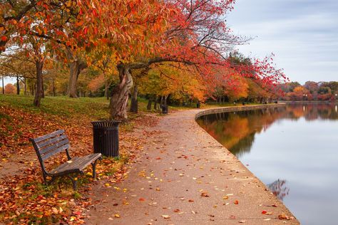 30+ stunning snapshots of Autumn in Washington, D.C. - Curbed DC Washington Dc Photos, Autumn Foliage, Watercolor Ideas, Fall Foliage, Autumn Inspiration, Travel Bucket List, Fall Vibes, Fall Halloween, The Winter