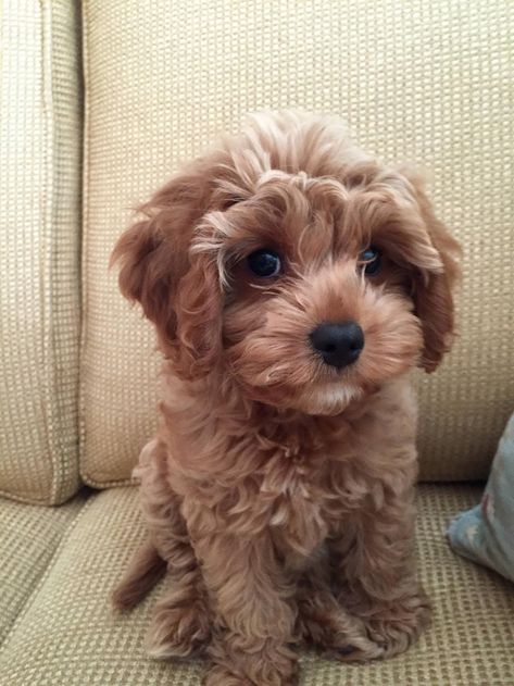 Reddit, meet our new puppy Scarlett Shih Tuz, King Charles Cavalier, Cavalier Spaniel, Goldendoodle Puppies, Maltese Puppies, Cavapoo Puppies, Dogs Breeds, Mini Goldendoodle, Adorable Puppies