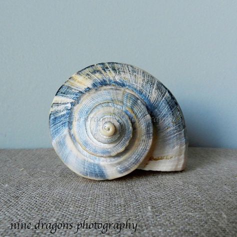 Sea Shell Photography, Blue Nature Photography, Blue Wall Stickers, Shell Photography, Shell Drawing, Beachy Art, Modern Shabby Chic, Photography Still Life, Seashell Print