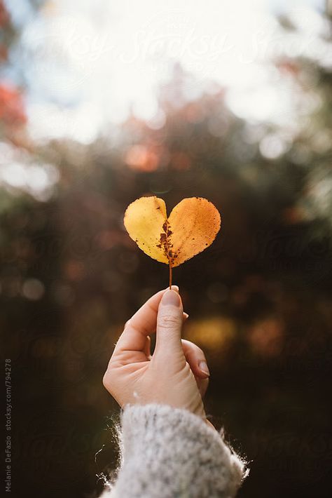 Hand Fotografie, Heart Shaped Leaf, Touching Photos, Heart Leaf, Holding A Heart, Girl Shadow, Leaf Photography, Perspective Photography, Hand Photography