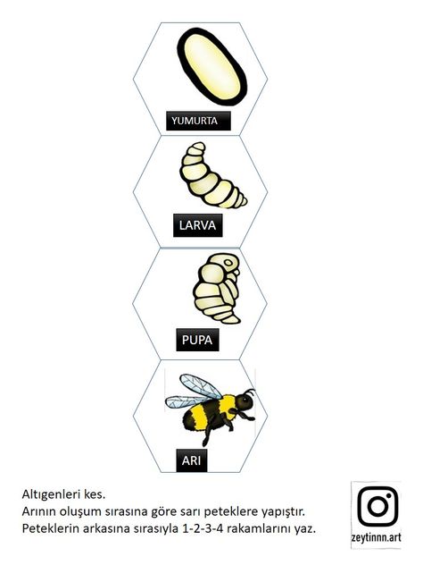 Life Cycle of a Honey Bee Honey Bee Drawing, Bee Drawing, Life Cycle, Life Cycles, Honey Bee, Bee, Honey, Science, Drawings