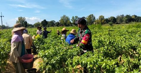 FALIHMEDIA.COM | SUMENEP - Peran TNI, terutama Bintara Pembina Desa (Babinsa), sangat krusial dalam mendukung program pemerintah di sektor ketahanan pangan. Babinsa dituntut untuk terlibat aktif dalam segala aspek pertanian. Babinsa telah memberikan pendampingan kepada petani, mulai dari penyuluhan, pengolahan lahan, penanaman, hingga proses panen. Sebagai contoh, Babinsa Koramil 0827/13 Rubaru, Serda Hainur Rahman, bersama petani melaksanakan panen cabe unggulan di lahan milik Sumarni, Desa ...