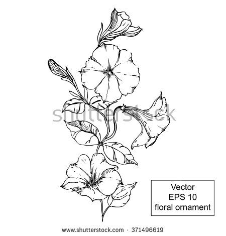 Tattoo Black and White Petunia | black and white floral ornament with flowers and leaves. Hand drawn ... Black Petunia Tattoo, Petunias Tattoo Design, Petunia Tattoo Design, Petunia Flower Tattoo, Petunia Drawing, Petunia Tattoo, Pink Flower Tattoos, Morning Glory Tattoo, Violet Tattoo