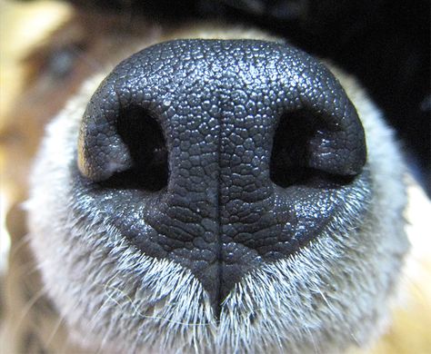 Fox Nose Drawing, Dog Noses Drawing, Nose Reference Photo, Dog Nose Drawing, Wolf Nose, Fox Nose, Dogs Nose, Dog Noses, Animal Noses