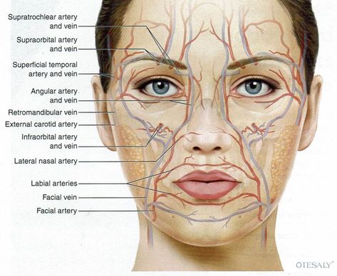 Face Muscles Anatomy, Aesthetic Facial, Botox Injection Sites, Facial Veins, Derma Fillers, Human Muscle Anatomy, Skin Anatomy, Face Fillers, Facial Anatomy