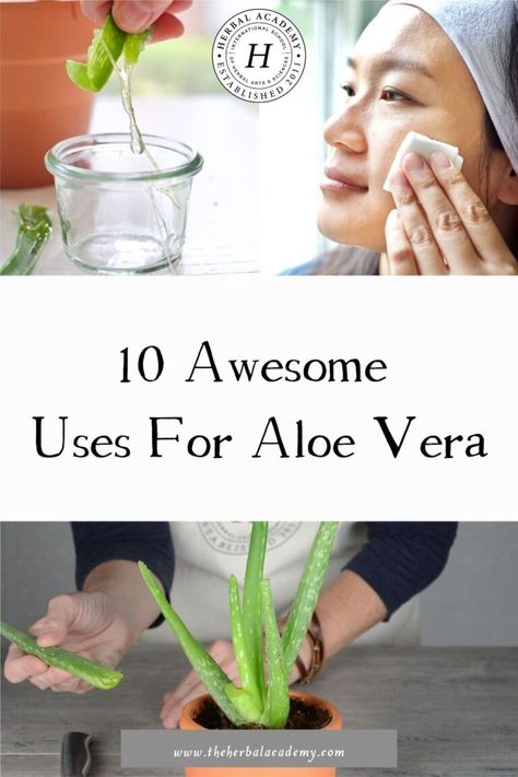 10 Awesome Uses For Aloe Vera | Herbal Academy | The aloe vera plant is a popular and widely used plant for herbal medicine. We have ten uses for aloe vera that you will want to try! Uses For Aloe, Aloa Vera, Aloe Vera Uses, Herbal Academy, Healing Plants, Aloe Plant, Aloe Vera Plant, Diy Health, What To Make