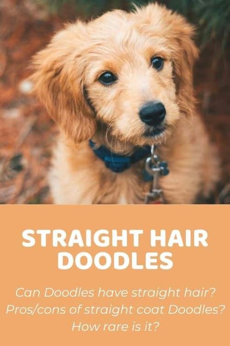 Golden Doodle Hair Care, Straight Hair Labradoodle Grooming, Golden Doodle Straight Hair, Straight Haired Goldendoodle, Straight Haired Labradoodle, Straight Hair Goldendoodle Haircut, Straight Hair Doodle Cuts, Straight Hair Goldendoodle, Straight Hair Labradoodle