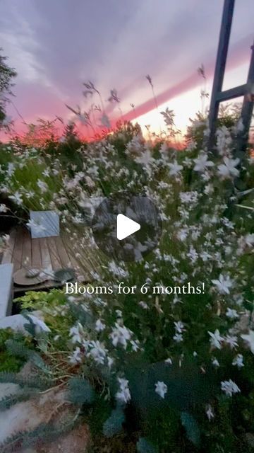 Melanie Rekola | Landscape Designer & Garden Designer on Instagram: "Our 4th annual GAURA GIVEAWAY with @connonnurseries is back 

*Contest closed*

We’re looking forward to summer again this year with my fav plant of all time - 2 lucky winners will win 5 x one gallon Gaura ‘Whirling Butterflies’ / Oenthera lindheimeri (formerly known as Gaura lindheimeri) plants to great a stunning focal point - in a planter or directly in the garden. 

This prize package is valued over $100 but gorgeous Gaura ‘Whirling Butterflies’ plant is in-fact priceless!

This Gaura is THE perfect plant for airy texture & blooms for what seems like forever! I love it for it’s see through quality, due to its tall and wiry stems. It’s also low maintenance& drought tolerant once established. Bees love its (especially t Guara Whirling Butterflies, Gaura Flower Plants, Gaura Plant Gardens, Gaura White, Guara Plants White, Whirling Butterflies Gaura, Gaura Plant, Whirling Butterflies, Plants For Planters