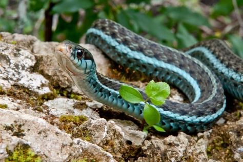 Dangerous Snakes, Snake Breeds, Snake Pet, Rosy Boa, Green Anaconda, Garter Snake, Types Of Snake, Ball Pythons, Pet Tips