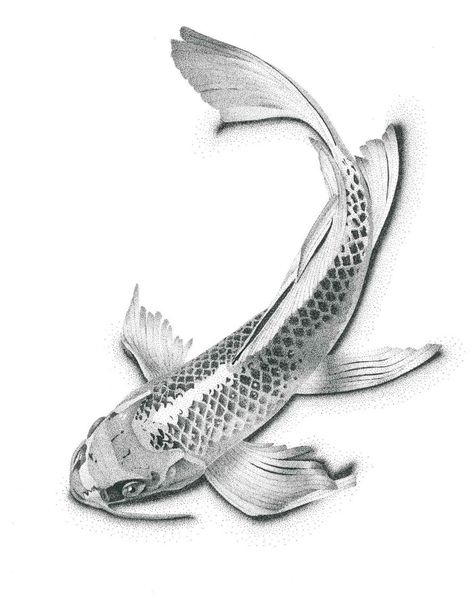 Fish Pencil Drawing, Stippling Drawing, Biro Drawing, Coy Fish, Koi Fish Drawing, Fish Drawing, Drawing Realistic, Koi Fish Tattoo, Fish Tattoo