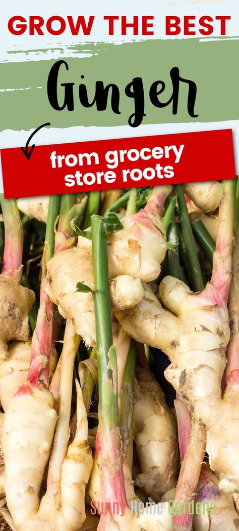 Top says "Grow the best ginger from grocery store ginger roots" and bottom has a lot of ginger roots with stems growing out of them. Planting Ginger Root, Regrow Vegetables, Ginger Roots, Growing Herbs Indoors, Growing Ginger, Ginger Plant, Garden Remedies, Herbs Indoors, Ginger Tea