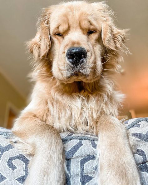 Grumpy Golden Retriever, Golden Retriever Meme, Golden Retrievers, Wake Me Up, The Golden, Dogs And Puppies, Golden Retriever, Wake Up, Puppies