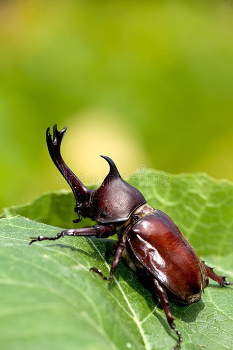 Insects For Kids, Rhinoceros Beetle, Rhino Beetle, Insect Photos, Nice Background, Beetle Art, Insect Photography, Japanese Beetles, Beetle Insect