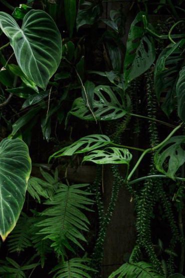 Dark Green Aesthetic, Tropical Garden, Harpers Bazaar, Green Aesthetic, Tropical Plants, Green Plants, Plant Life, Home Decor Ideas, Shades Of Green