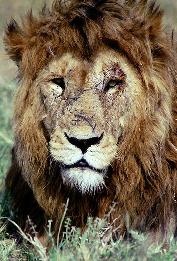 Tired, old, beaten-up lion. Scarred Lion Tattoo, Lion Warrior, Old Lion, Lion Tattoo Sleeves, Fierce Animals, Lion Love, Wild Kingdom, Battle Scars, Black Lion