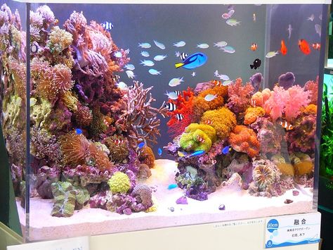 Love this tank Marine Tank Aquascape, Salt Water Fish Tank Ideas, Saltwater Aquarium Ideas, Salt Water Aquarium Ideas, Salt Water Tanks, Salt Water Fish Tank, Salt Water Tank, Saltwater Aquarium Beginner, Saltwater Fish Tank