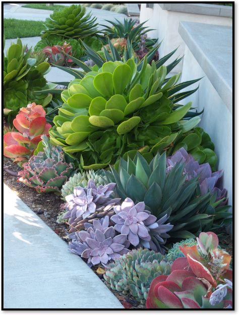 Succulents and cactus have experienced a surge in popularity over the last few years, and for good reason. Their colorful, unique shaped foliage looks good year round – no flowers necessary.  They … Front Yard Flowers, Tanaman Sukulen, Succulent Garden Landscape, Kaktus Dan Sukulen, Cheap Landscaping Ideas, Succulent Landscape Design, Rogers Gardens, Small Front Yard Landscaping, Succulent Garden Design