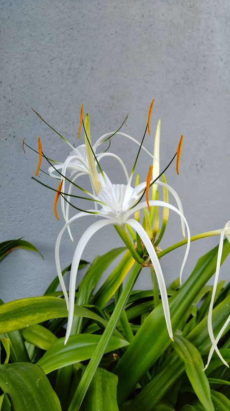 Beach spider Lily #green #flower #white #beach #spiderlily #flowers #moinu #memoinu Spider Lily, White Beach, Flower White, White Lilies, Green Flower, Flowers Photography, White Flowers, Planting Flowers, Beautiful Flowers