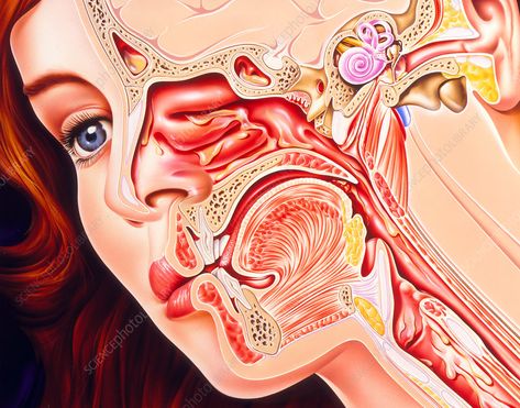 Artwork of ear, nose & throat in a cold sufferer - Stock Image - M130/0429 - Science Photo Library Anatomy Of Ear, Throat Anatomy, Ear Nose Throat, Ear Nose And Throat, Basic Anatomy And Physiology, Human Ear, Human Body Anatomy, Science Photos, Clinic Design