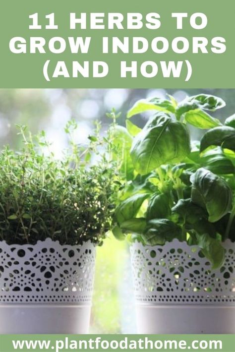 11 Herbs to Grow Indoors (and How to Grow Them) - Plant Food At Home Balcony Greenhouse, Winter Herbs, Grow Herbs Indoors, How To Grow Herbs, Best Herbs To Grow, Growing Food Indoors, Growing Herbs Indoors, Grow Herbs, Food Resources