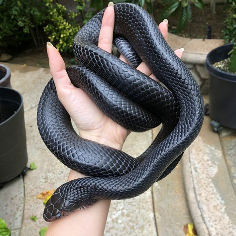 Fiona Hsieh 🐍✨ on Twitter: "I am obligated now to post the original photo LOL (my juvie eastern indigo at a somewhat smaller size than he is now, from february) mainly because yes, his eyes are real LOL. That's actually the one part that wasn't really edited :P https://t.co/6im0ZXv8jg" / Twitter Defensive Behavior, Indigo Snake, Dream Snake, Pet Snake, Loose Skin, Original Photo, Pretty Cool, His Eyes, Cool Photos