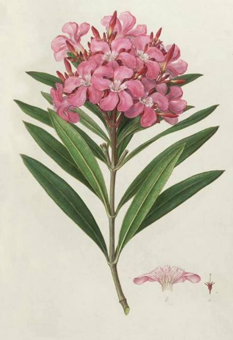 Horse Flower, Nerium Oleander, Prohibition Era, Art Alevel, Painting Reference, Poisonous Plants, Watercolor On Wood, Latest Series, Botanical Illustrations