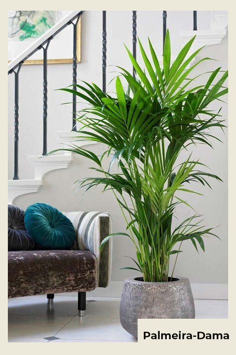 Palmeira-dama - planta - planta - verão - Em casa - https://stealthelook.com.br Best Indoor Plants For Low Light, Indoor Palms, Low Light Indoor Plants, Artificial Plants Decor, Artificial Plants Indoor, نباتات منزلية, Living Room Plants, Indoor Trees, Artificial Plants Outdoor