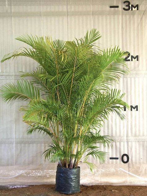 Golden Cane Palm Palm Nursery, Golden Cane Palm, Palm Trees For Sale, Dypsis Lutescens, Types Of Succulents Plants, Gold Fruit, Palm Trees Landscaping, Palm Garden, Privacy Plants