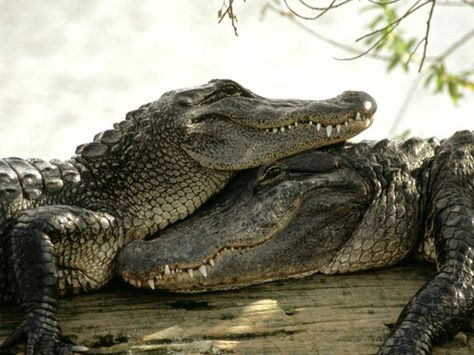 These Touching Photos of Love in the Animal Kingdom Will Melt Your Heart! Romantic Animals, Crocodile Animal, Touching Photos, Saltwater Crocodile, Crocodiles, Reptiles And Amphibians, Animal Wallpaper, Amphibians, Beautiful Creatures