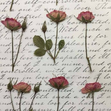 Anne Elliot, Pressed Roses, Amy March, Dream Aesthetic, Flower Bookmark, Book Aesthetics, Comfort Characters, Personality Type, Pressed Flower