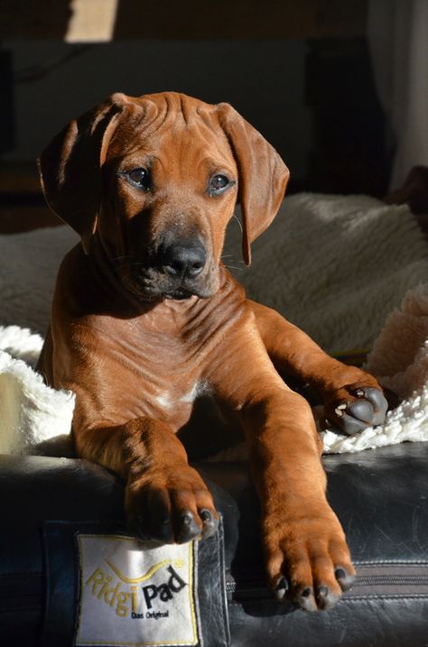 Ridgeback Puppy, Rhodesian Ridgeback Puppies, Rhodesian Ridgeback Dog, Big Dog Breeds, Dog Mommy, Super Cute Puppies, Lion Dog, Pretty Dogs, Man And Dog