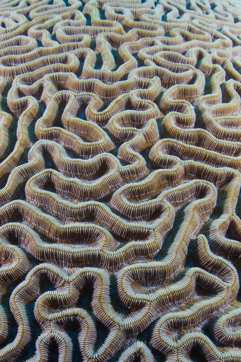 Patterns In Nature Texture, Organic Patterns In Nature, Photography Texture, Nature Texture, Geometry In Nature, Coral Art, Natural Structures, Texture Inspiration, Texture Photography