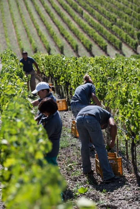 Grape Tree Garden, Wine Yard, Grape Picking, Grape Seeds, Italian Vineyard, Grapes And Cheese, Grape Tree, Grape Plant, Grape Harvest