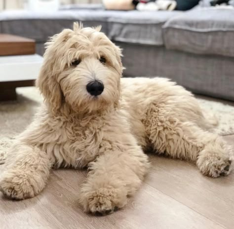 English Cream Goldendoodle, Goldendoodle Grooming, Labradoodle Dogs, Puppy Grooming, Psy I Szczenięta, Golden Doodle, Goldendoodle Puppy, Doodle Dog, Cute Dogs And Puppies