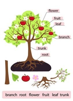 Parts of Tree.Clipart.Tree structure trunk, root, branch, fruit, leaf, root Parts Of A Tree, Plant Cell Structure, Plants Worksheets, Cells Worksheet, Trees For Kids, Tree Diagram, Tree Structure, Tree Clipart, Structure And Function