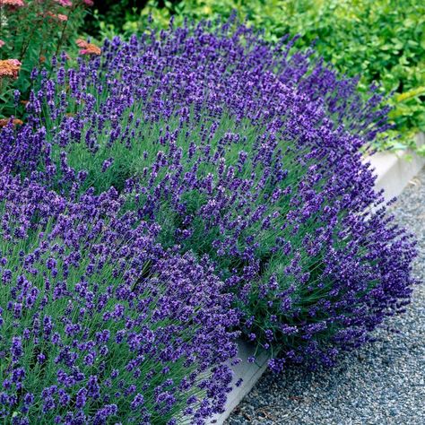 Lavandula Hidcote, Hidcote Lavender, English Lavender Plant, Munstead Lavender, Autumn Flowering Plants, Lavender Hidcote, Lavender Bush, Biennial Plants, Summer Flowering Bulbs