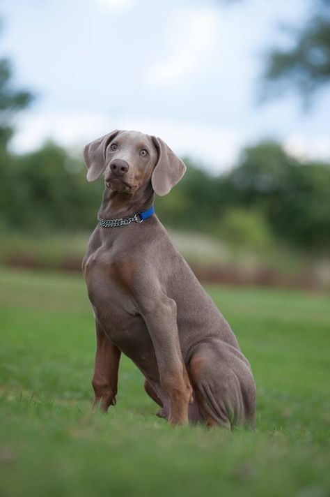 Weimaraner Gray Doberman, Fawn Doberman, Doberman Colors, Blue Weimaraner, Doberman Love, Doberman Pinscher Dog, Pointer Dog, Old English Sheepdog, Pretty Dogs