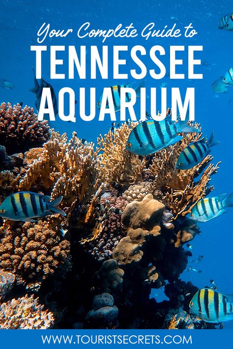 Located in downtown Chattanooga, Tennessee, the aquarium is made up of two buildings and an IMAX® 3D Theater which is housed in a separate building. Because of drawing hundreds of visitors daily, it is rated one of the Top 10 Best Aquariums in the United States on TripAdvisor.  #USA #Tennessee #Chattanooga #Aquarium #TouristSecrets #Travel #Traveller #Destination #TouristSpot #TravelTips Chattanooga Aquarium, Tennessee Aquarium, Vacation 2024, Downtown Chattanooga, Classroom Lesson Plans, Marine Creatures, Warm Springs, Science Lesson, Science Lesson Plans