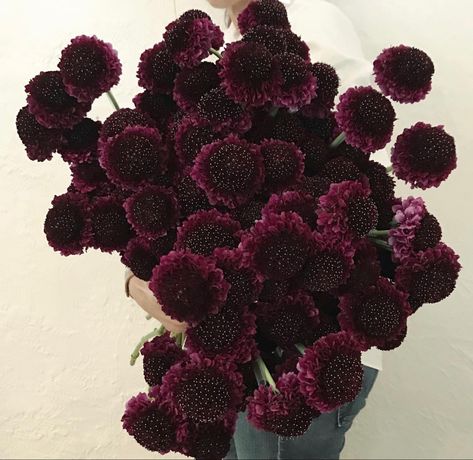 Dark Flowers Wedding, Wedding Bouquet Dark, Burgundy Scabiosa, Goth Flowers, Scabiosa Flower, Deep Purple Flowers, Plum Christmas, Table Florals, Oxalis Triangularis