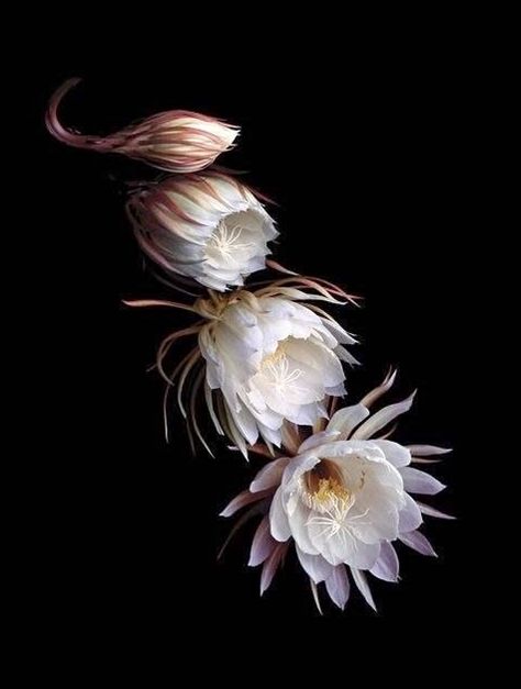 found image by ? / Night Blooming Cereus    Are you familiar with the ceroid cacti  that bloom at night? We have several in my neighborho... Night Blooming Flowers, Orchid Cactus, Orchid Show, Midnight Garden, Night Flowers, Moon Garden, Night Garden, Cactus Flower, Exotic Flowers